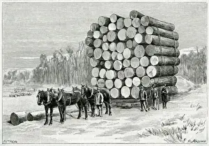 HAULING WOOD, MINNESOTA