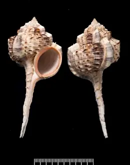 Haustellum haustellum, snipes bill murex