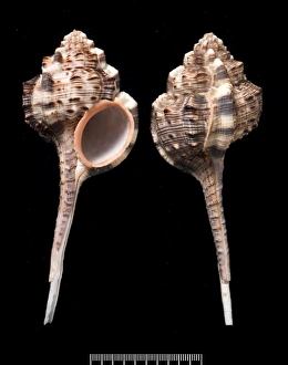 Aperture Gallery: Haustellum haustellum, snipes bill murex
