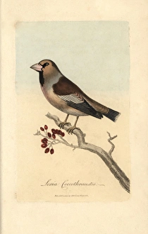 Loxia Collection: Haw-grosbeak, Hawfinch, Loxia coccothraustes