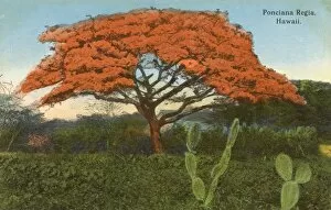 Hawaii - Delonix regia tree