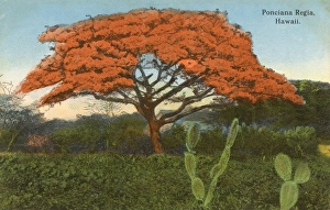 Hawaii - Delonix regia tree Hawaii - Delonix regia tree