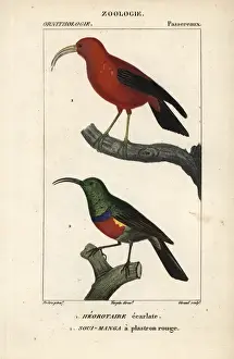 Vulnerable Prints: Hawaiian honeycreeper, Vestiaria coccinea
