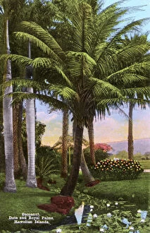 Lilies Gallery: Hawaiian Islands, USA - Coconut, Date and Royal Palm Trees