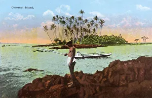 Coconut Palms