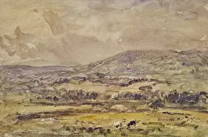 Steer Prints: Haweswater
