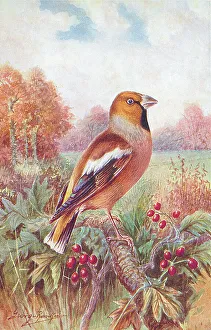 Hawfinch Prints: Hawfinch