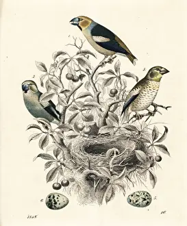 Hawfinch, Coccothraustes coccothraustes