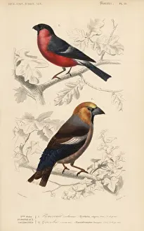 Hawfinch, Coccothraustes coccothraustes