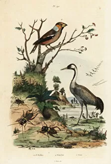 Hawfinch, crane and crickets