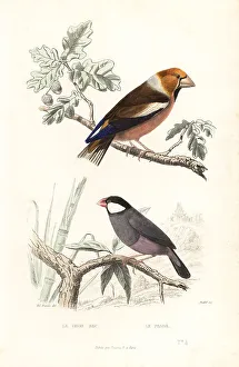 Achille Richard Prints: Hawfinch and Java sparrow
