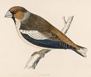 Retiring Prints: Hawfinch (Morris) 1851