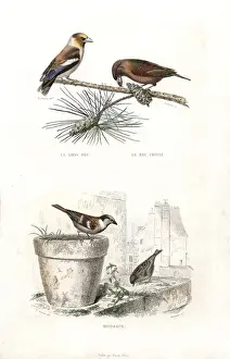 Edouardtravies Prints: Hawfinch, red crossbill and house sparrow