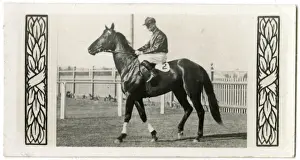 Cameron Prints: The Hawk, Australian race horse