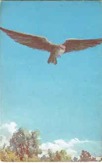 Hawks Prints: The Hawk by Edward Knoblauch