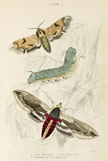 Hawk Prints: Two Hawk Moths - 2