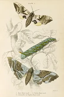 Poplar Prints: Two Hawk Moths - 3