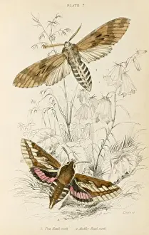 Madder Prints: Two Hawk Moths