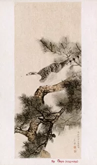 Images Dated 31st May 2018: Hawk on a pine tree by Maruyama Okyo