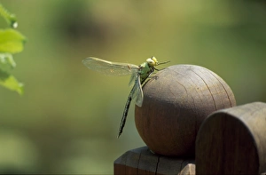 Odonata Collection: Hawker dragonfly