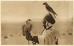 Hawking Prints: Hawking in Algeria