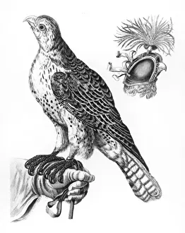 Gloved Prints: Hawking / Falcon