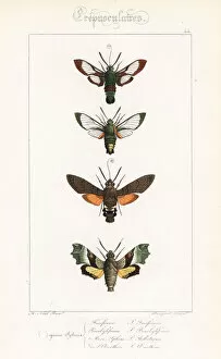 Alexis Collection: Hawkmoth varieties