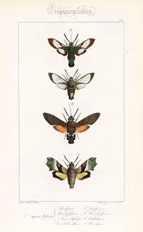 Alexis Collection: Hawkmoth varieties
