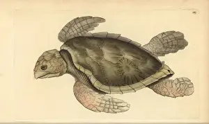 Imbricata Prints: Hawksbill sea turtle, Eretmochelys imbricata