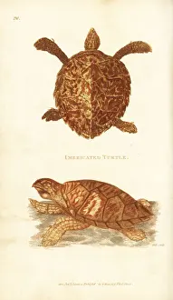 Hawksbill sea turtle, Eretmochelys imbricata