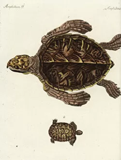 Hawksbill sea turtle and Greek tortoise