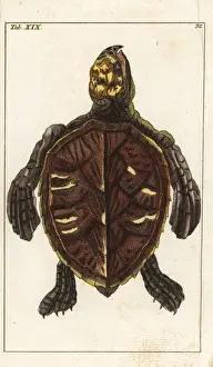 Encyclopediaofnaturalhistory Amphibia Prints: Hawksbill turtle, Eretmochelys imbricata