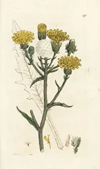 Hawkweed Prints: Hawkweed ox-tongue, Picris hieracioides