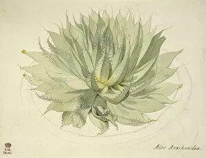 Haworthia herbacea, haworthia
