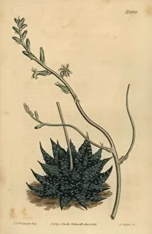Sydenham Collection: Haworthia minor or Tulista minima