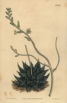 Gardening Prints: Haworthia minor or Tulista minima