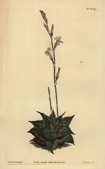 Succulent Prints: Haworthia mirabilis