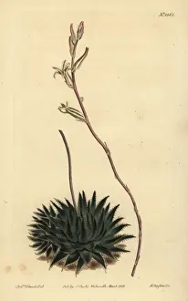 Succulent Prints: Haworthia pumila or Tulista pumila