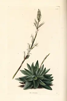 Succulent Prints: Haworthia reticulata