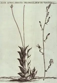 Aloe Prints: Haworthia viscosa, haworthia