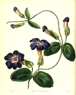 Hawtaynes meyenia, Meyenia hawtayneana