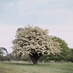 Blossoms Prints: Hawthorn Blossom