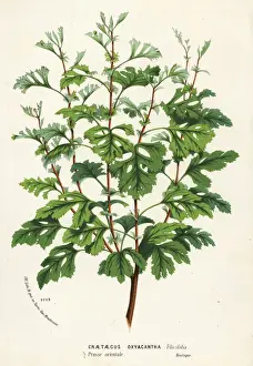 Hawthorn, Crataegus rhipidophylla