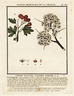 Hawthorn, Crataegus rhipidophylla