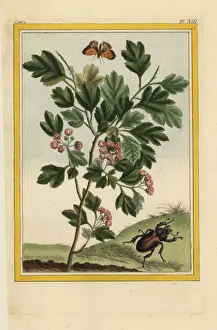 Rouge Prints: Hawthorn, Crataegus species, with beetle and butterfly