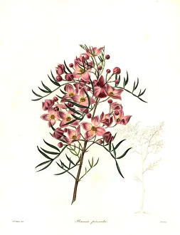 Nevitt Collection: Hawthorn-scented boronia, Boronia pinnata