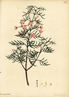Hawthorn-scented boronia, Boronia pinnata