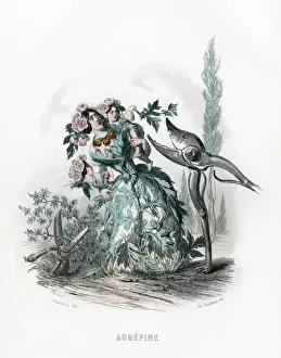 Hawthorn Prints: Hawthorn & Secateurs