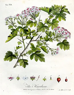 Evelyn Prints: Hawthorn Tree