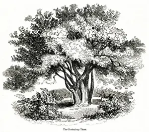 Glastonbury Prints: Hawthorn tree (Glastonbury Thorn)